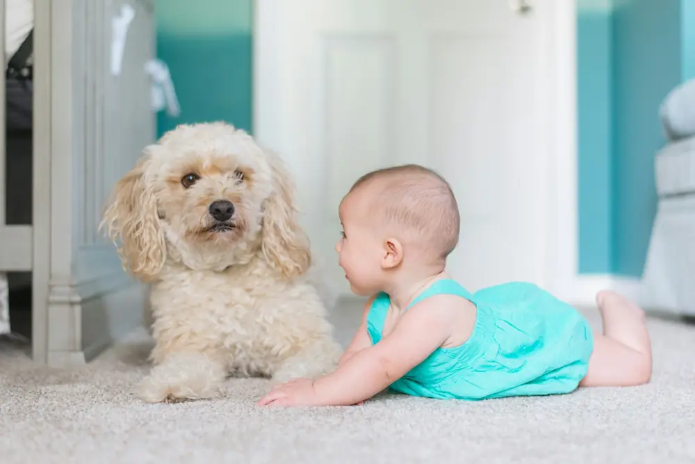 Baby and a fluffy dog lying on a carpeted floor